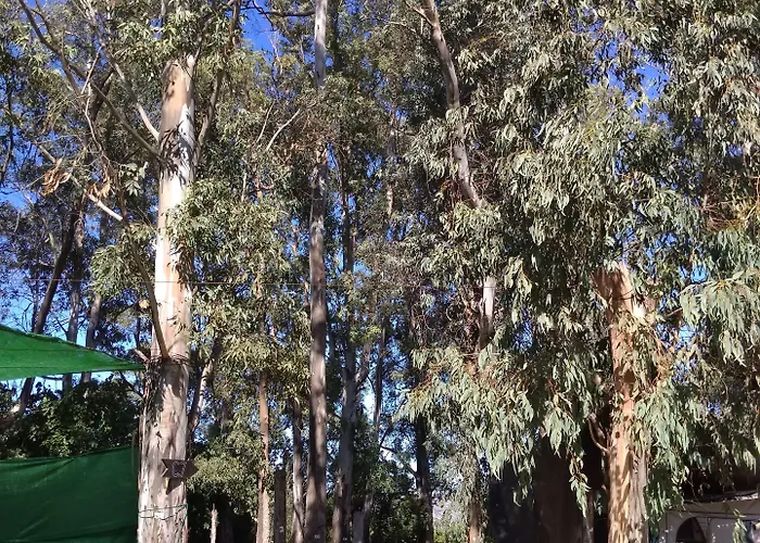 La Naranja *